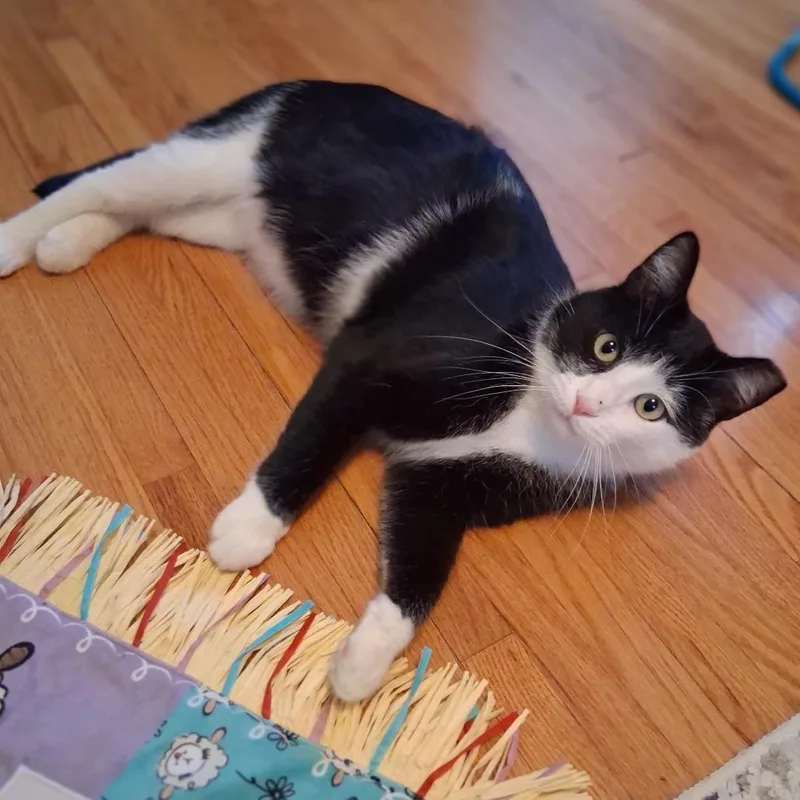 Steven Toast thumbnail 5