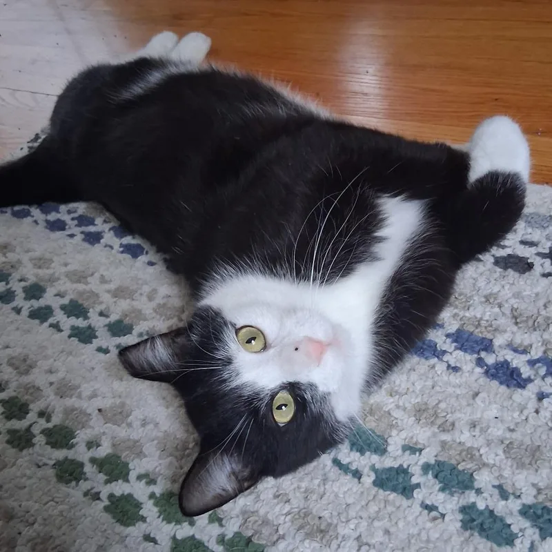 Steven Toast thumbnail 6