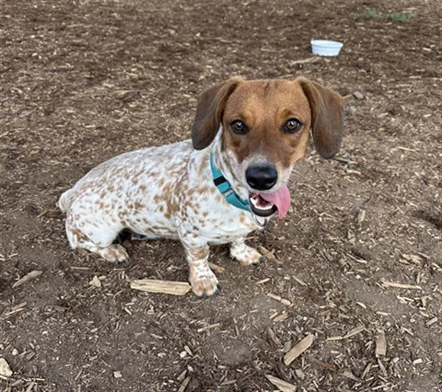 A young medium-sized female Dachshund dog named Chloe for adoption in Denver, CO