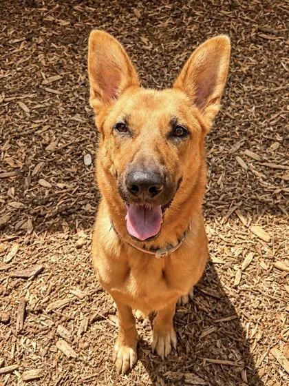 An adult large-sized female German Shepherd Dog dog named Betty for adoption in Cumming, GA