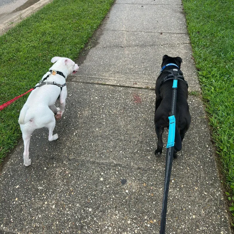 An adult medium-sized male Pit Bull Terrier dog named Junior for adoption in Baltimore, MD