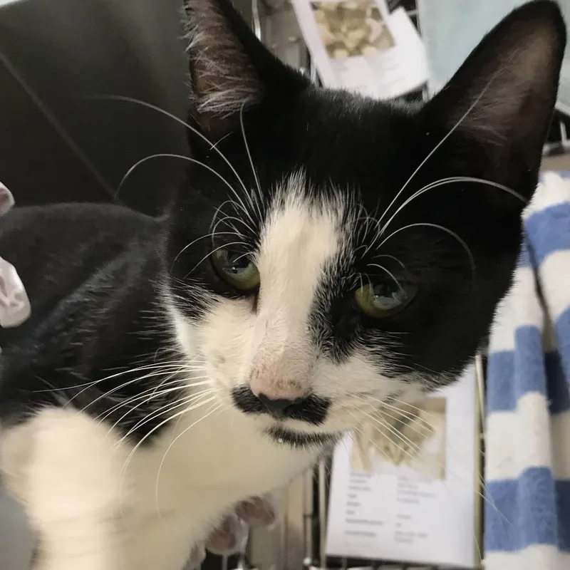 A young medium-sized male Black Domestic Short Hair cat named Mustachio for adoption in Newark, NJ