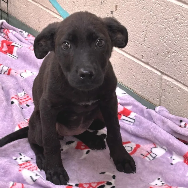 A baby small-sized female Black Mixed Breed dog named Calypso for adoption in Memphis, TN