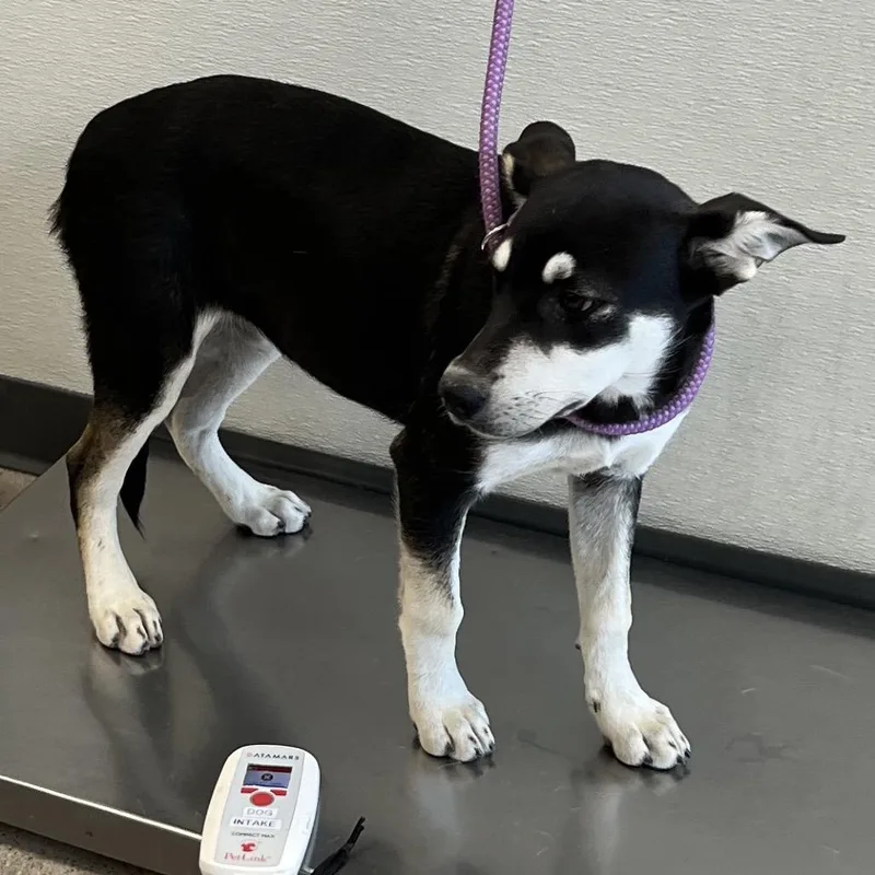 A young medium-sized female Black Mixed Breed dog named 112224 for adoption in Las Cruces, NM