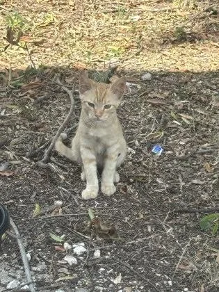 A baby medium-sized male Domestic Short Hair cat named Peanut for adoption in West Memphis, AR