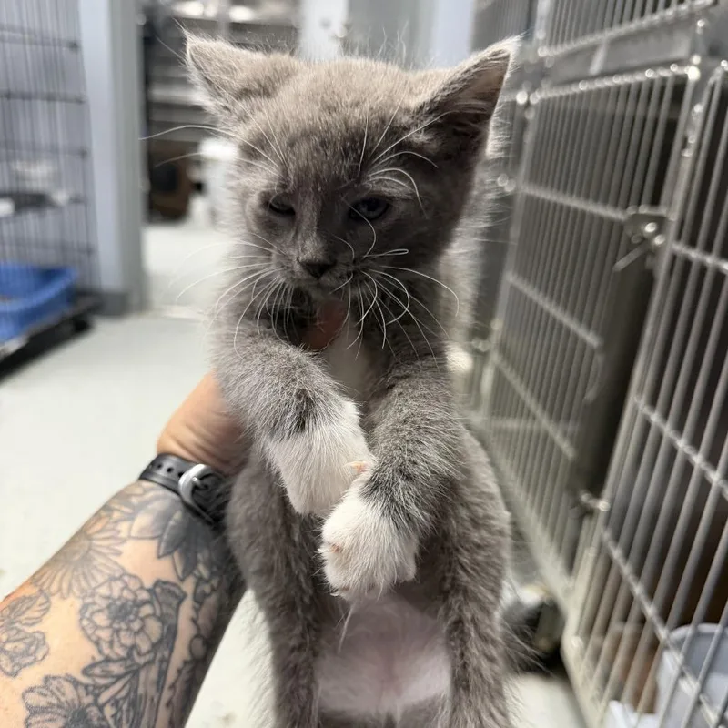 A baby small-sized male Gray / Blue / Silver Domestic Short Hair cat named Muscadine for adoption in Marion, VA