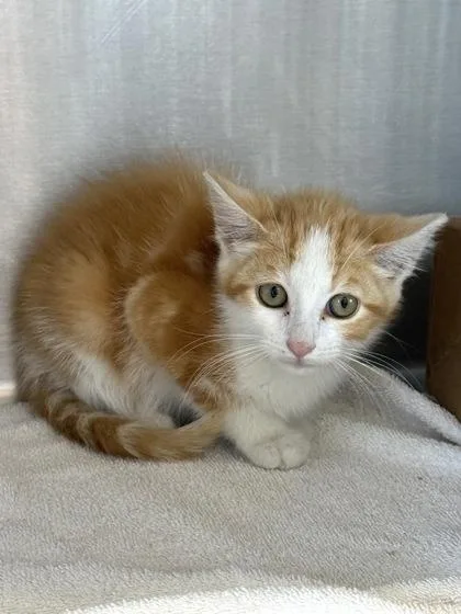 A baby small-sized male Domestic Short Hair cat named BakeOven for adoption in West Chester, PA