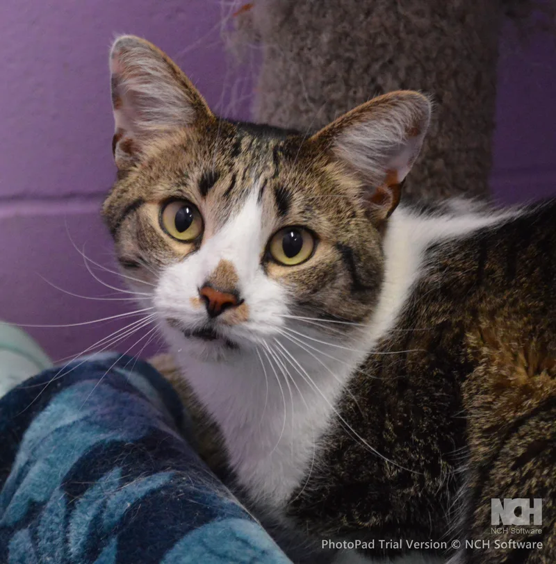 An adult extra large-sized male Tabby (Brown / Chocolate) Domestic Short Hair cat named Dobby for adoption in House Springs, MO