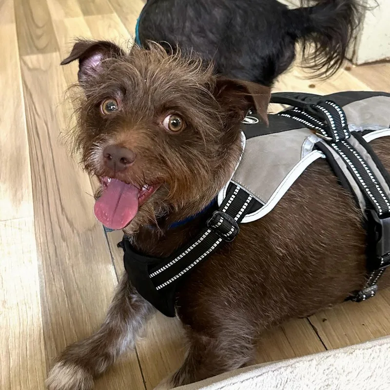 Lord Remington thumbnail 2