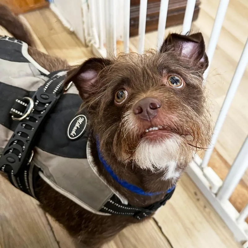 Lord Remington thumbnail 3