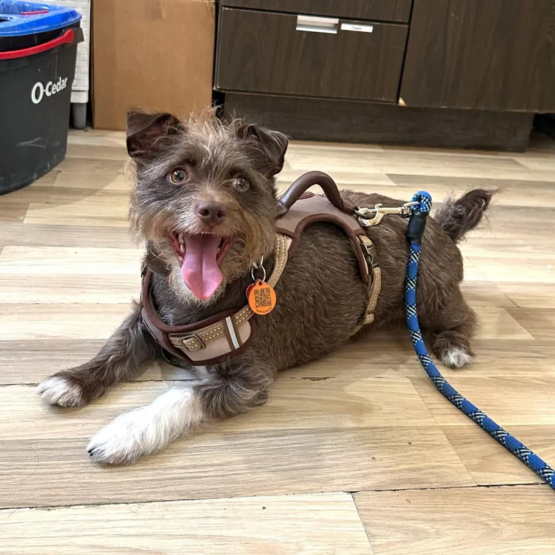 Lord Remington thumbnail 4