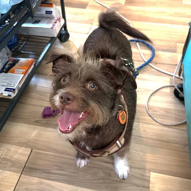 Lord Remington thumbnail 5