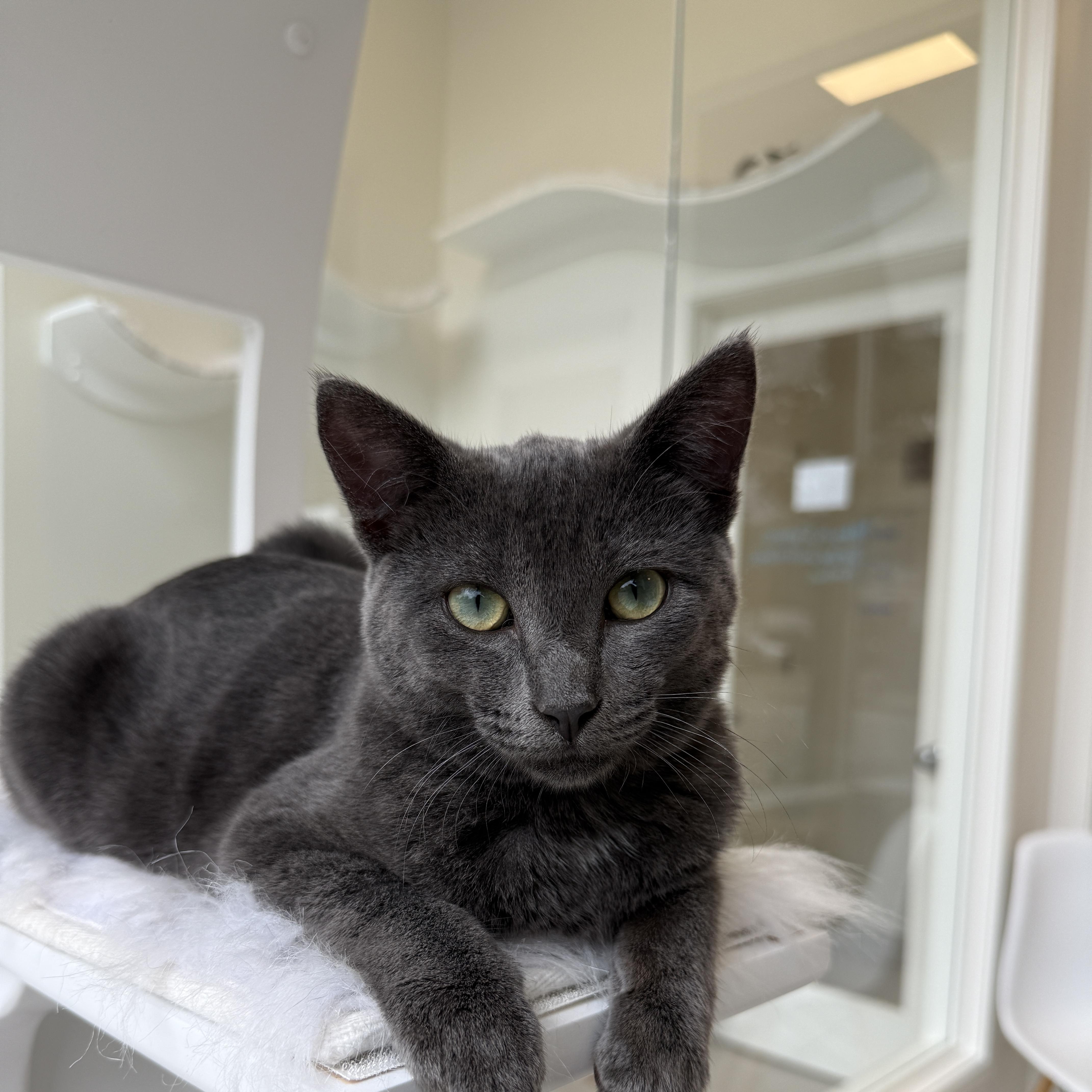 A baby medium-sized male Gray / Blue / Silver Domestic Short Hair cat named Mikey for adoption in Evanston, IL