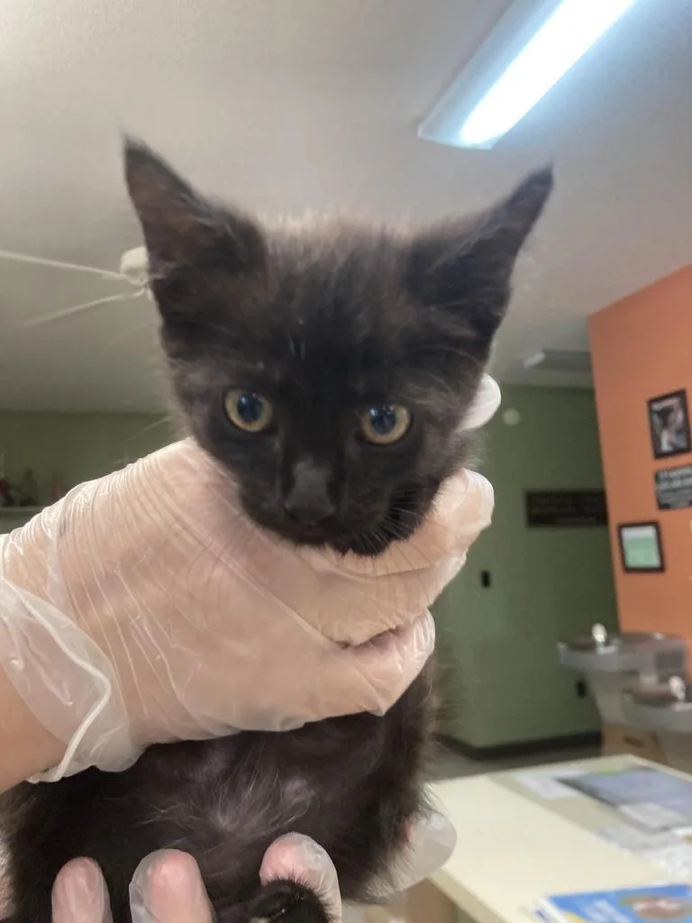 A baby medium-sized male Domestic Short Hair cat named Derby for adoption in Burnsville, NC