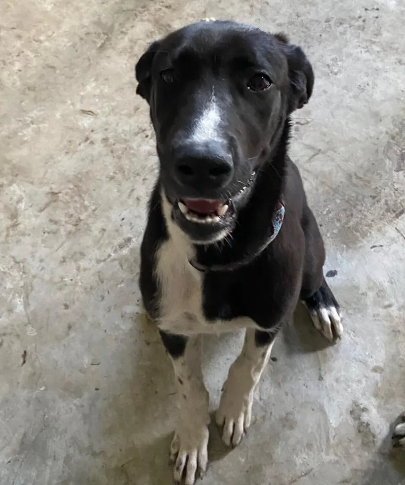 A baby medium-sized female Mixed Breed dog named Faith for adoption in Palm City, FL