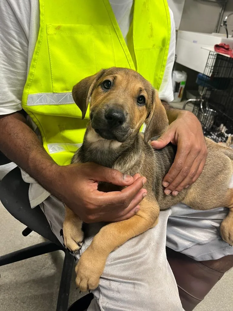 A baby medium-sized female Terrier dog named Foxy for adoption in Hopkinsville, KY