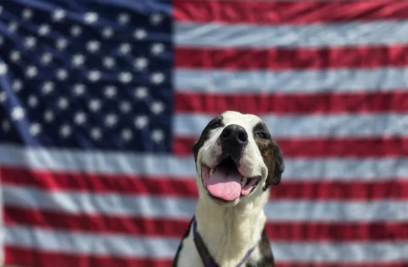 An adult large-sized female Mixed Breed dog named Candy for adoption in Sprakers, NY