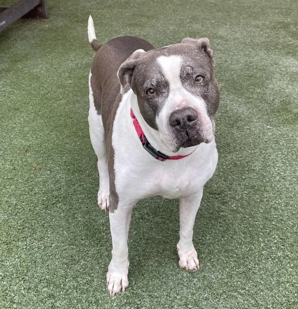 A senior medium-sized female Pit Bull Terrier dog named Layla Blue for adoption in Oceanside, CA