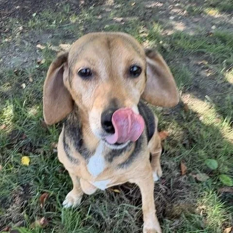 A senior medium-sized female Beagle dog named Petunia for adoption in Dinwiddie, VA