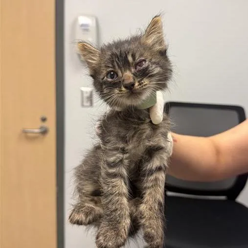 A baby small-sized male Brown / Chocolate Domestic Medium Hair cat named Rue for adoption in Jacksonville, FL