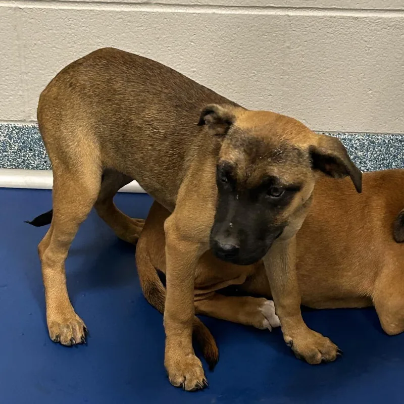 A baby small-sized female Brown / Chocolate Pit Bull Terrier dog named Two Fish for adoption in Greensboro, NC