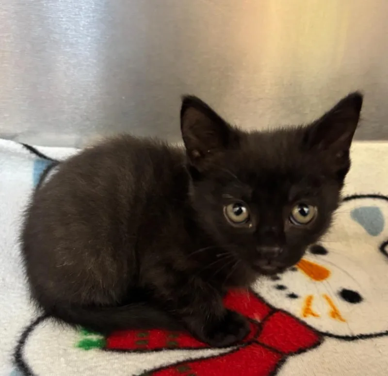 A baby small-sized male Domestic Short Hair cat named Luca for adoption in Liverpool, NY