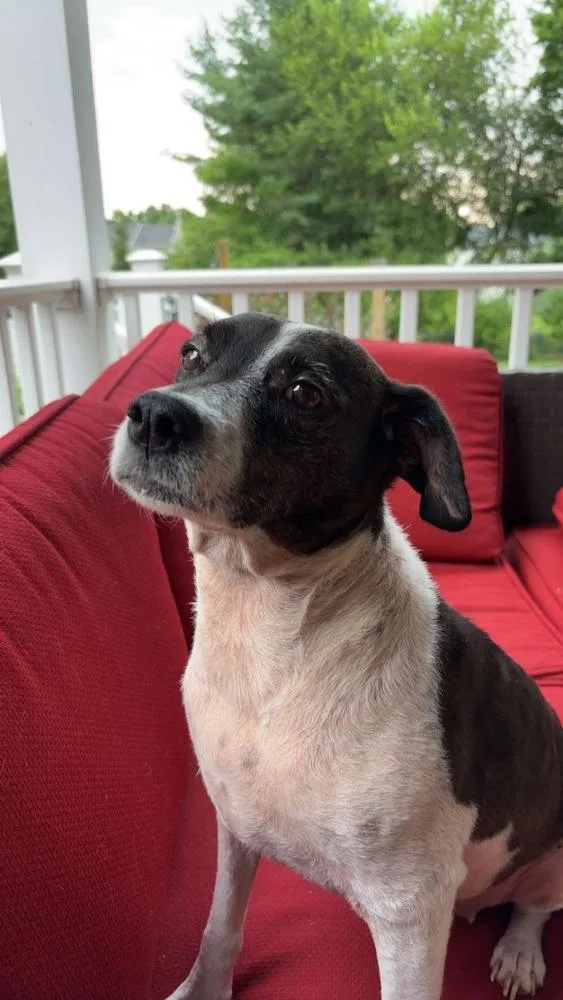 A young medium-sized female Mixed Breed dog named Frito for adoption in Pottstown, PA