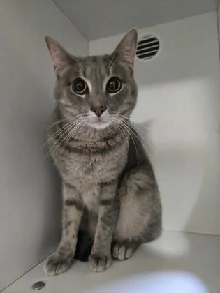 An adult medium-sized female Domestic Short Hair cat named Dragon for adoption in Savannah, GA