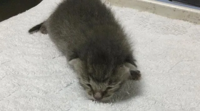 A baby small-sized male Domestic Short Hair cat named Mr Tiny for adoption in Riverside, CA