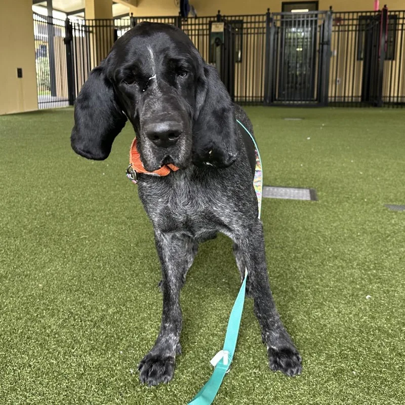 An adult large-sized male Gray / Blue / Silver Bluetick Coonhound dog named Eeyore for adoption in West Palm Beach, FL