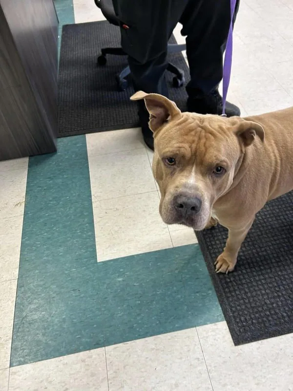 An adult medium-sized male Pit Bull Terrier dog named Walker for adoption in La Grange, KY