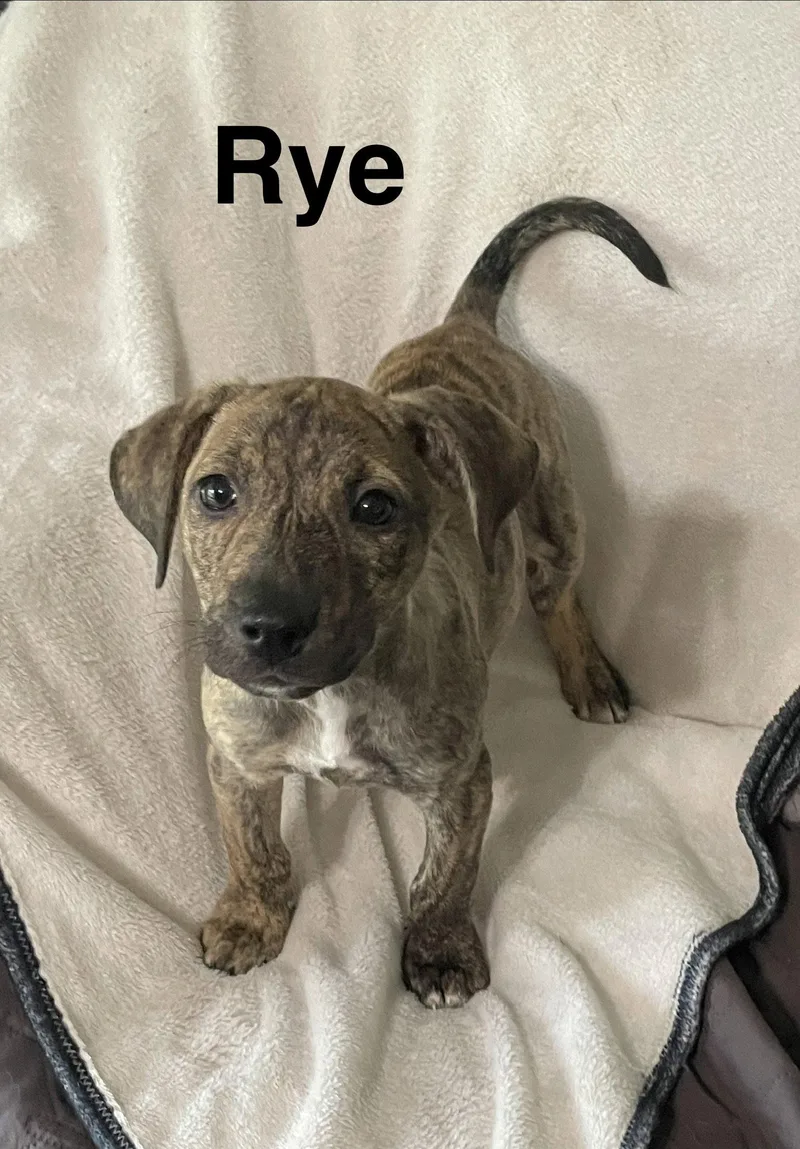 A baby medium-sized male Mixed Breed dog named Rye for adoption in Topeka, KS