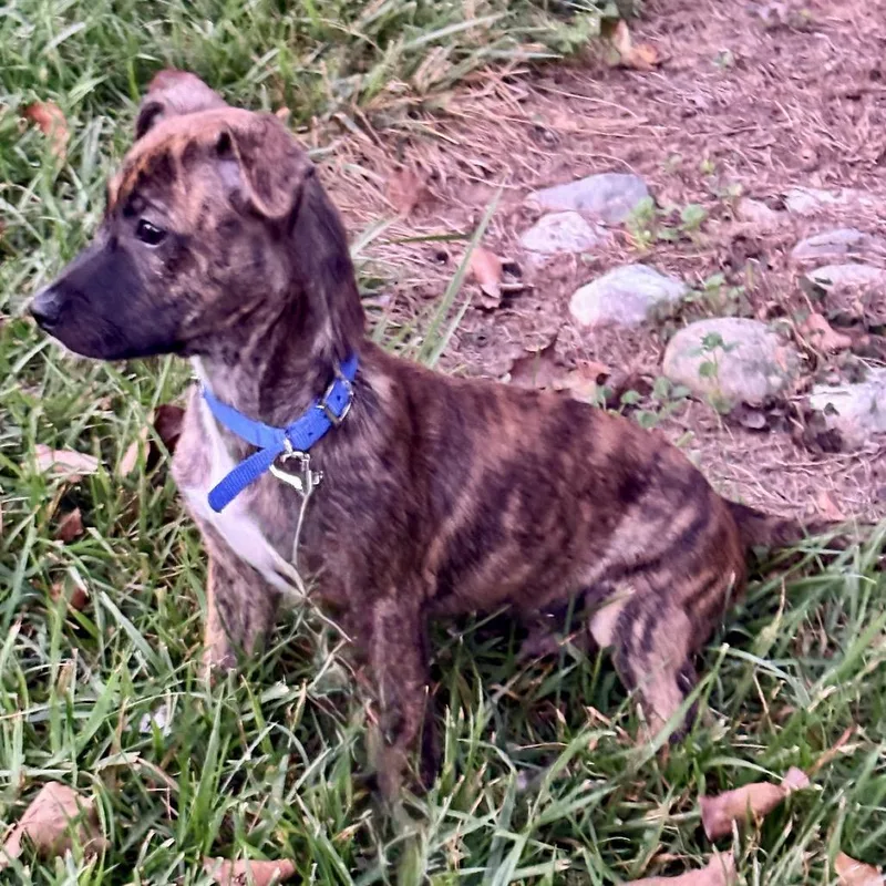 A baby medium-sized male Brindle Black Mouth Cur dog named Taquito for adoption in La Grange, KY