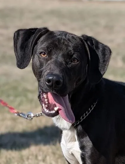 An adult medium-sized male German Shorthaired Pointer dog named Zip for adoption in Hastings, NE