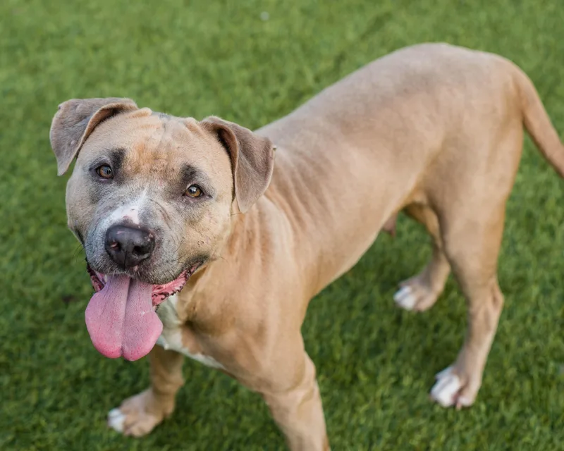 An adult medium-sized female Yellow / Tan / Blond / Fawn American Staffordshire Terrier dog named Laila for adoption in Mont Belvieu, TX