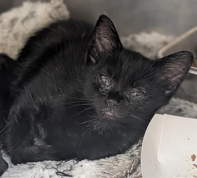 A baby small-sized male Domestic Short Hair cat named Spot for adoption in Fort Lauderdale, FL