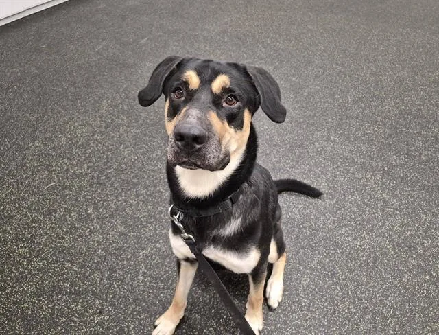 A young large-sized male Anatolian Shepherd dog named Beckett for adoption in Omaha, NE