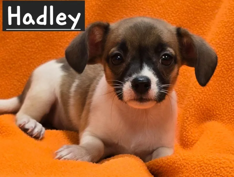 Hadley thumbnail 3