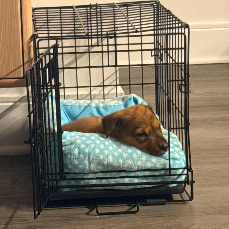 A baby medium-sized female Shepherd dog named Sadie for adoption in Charlotte, NC
