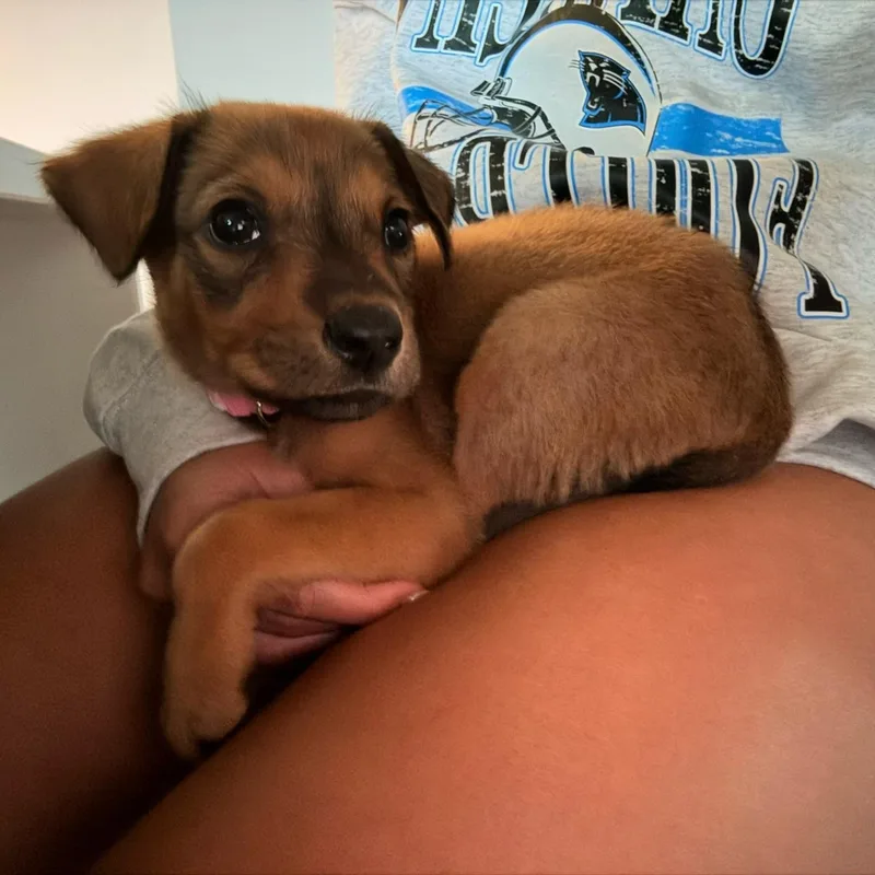 Sadie thumbnail 2