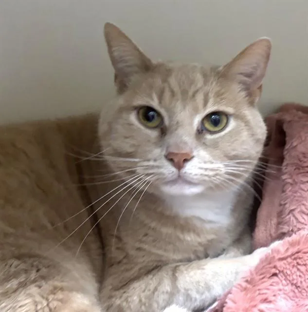 An adult medium-sized male Domestic Short Hair cat named Clarence for adoption in Boston, MA