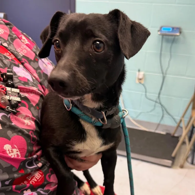 An adult small-sized male Black Chihuahua dog named Sparky for adoption in Charlottesville, VA