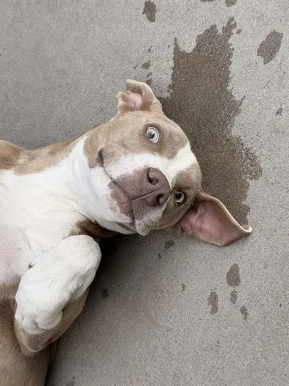 A young medium-sized female Yellow / Tan / Blond / Fawn Pit Bull Terrier dog named Bubbles for adoption in El Paso, TX