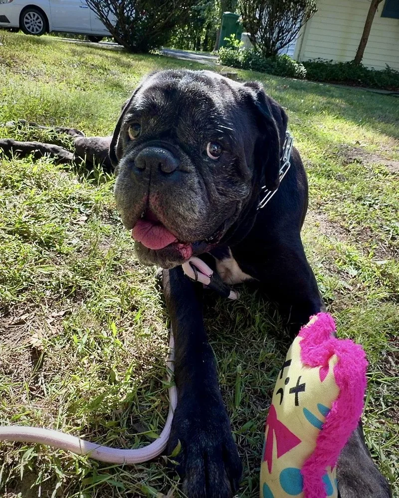 An adult large-sized male Boxer dog named Cole for adoption in Monticello, NY