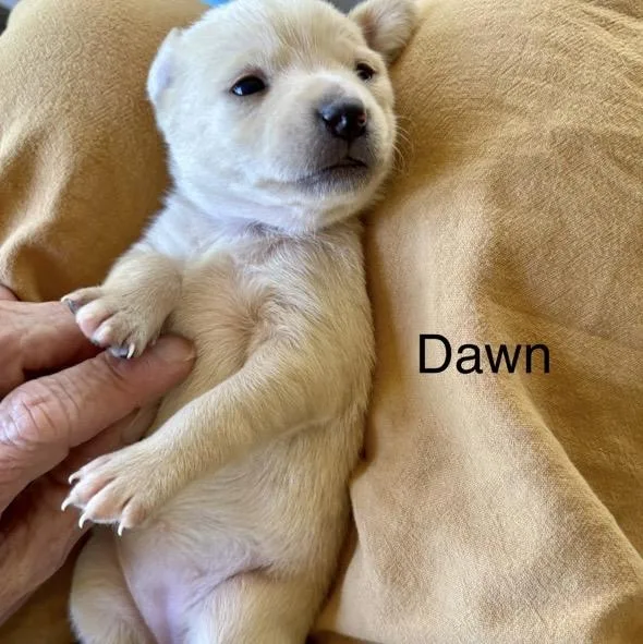 Dawn