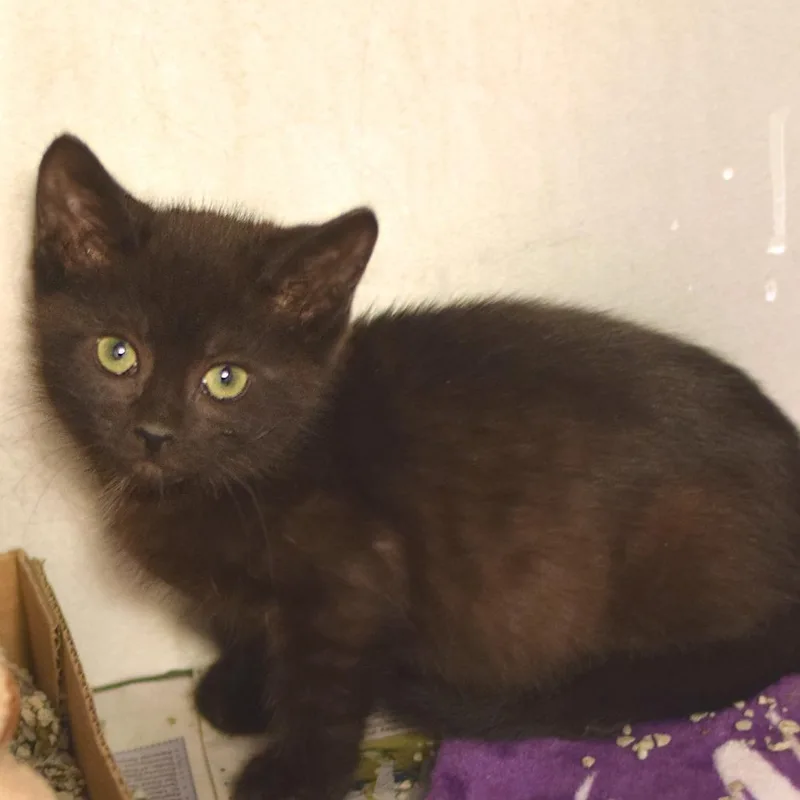 A baby small-sized male Black Domestic Short Hair cat named Fred for adoption in Belleville, IL