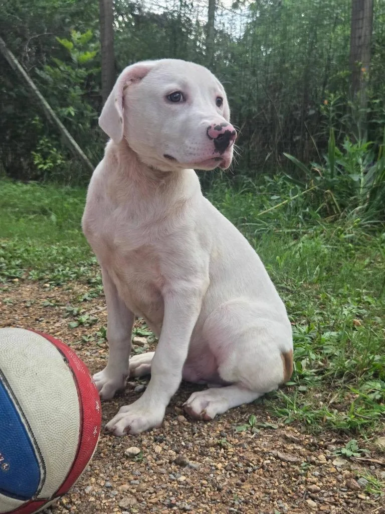 A baby medium-sized male Mixed Breed dog named Kubota for adoption in Fond Du Lac, WI