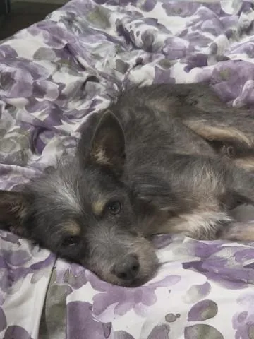 A young small-sized male Terrier dog named Boss for adoption in Bakersfield, CA
