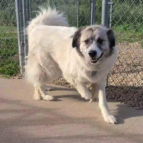 An adult large-sized male White / Cream Great Pyrenees dog named Thor for adoption in Elizabeth, IL