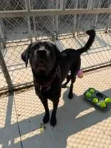 An adult medium-sized male Black Mixed Breed dog named Rambo for adoption in Manitowoc, WI